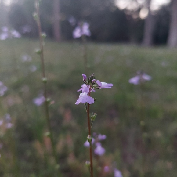 Meet your Posher, Maya - Picture 1 of 1